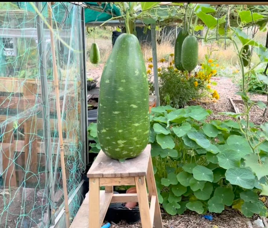 Fresh Bottle Neck Gourds (Kodu) harvested after 120 days